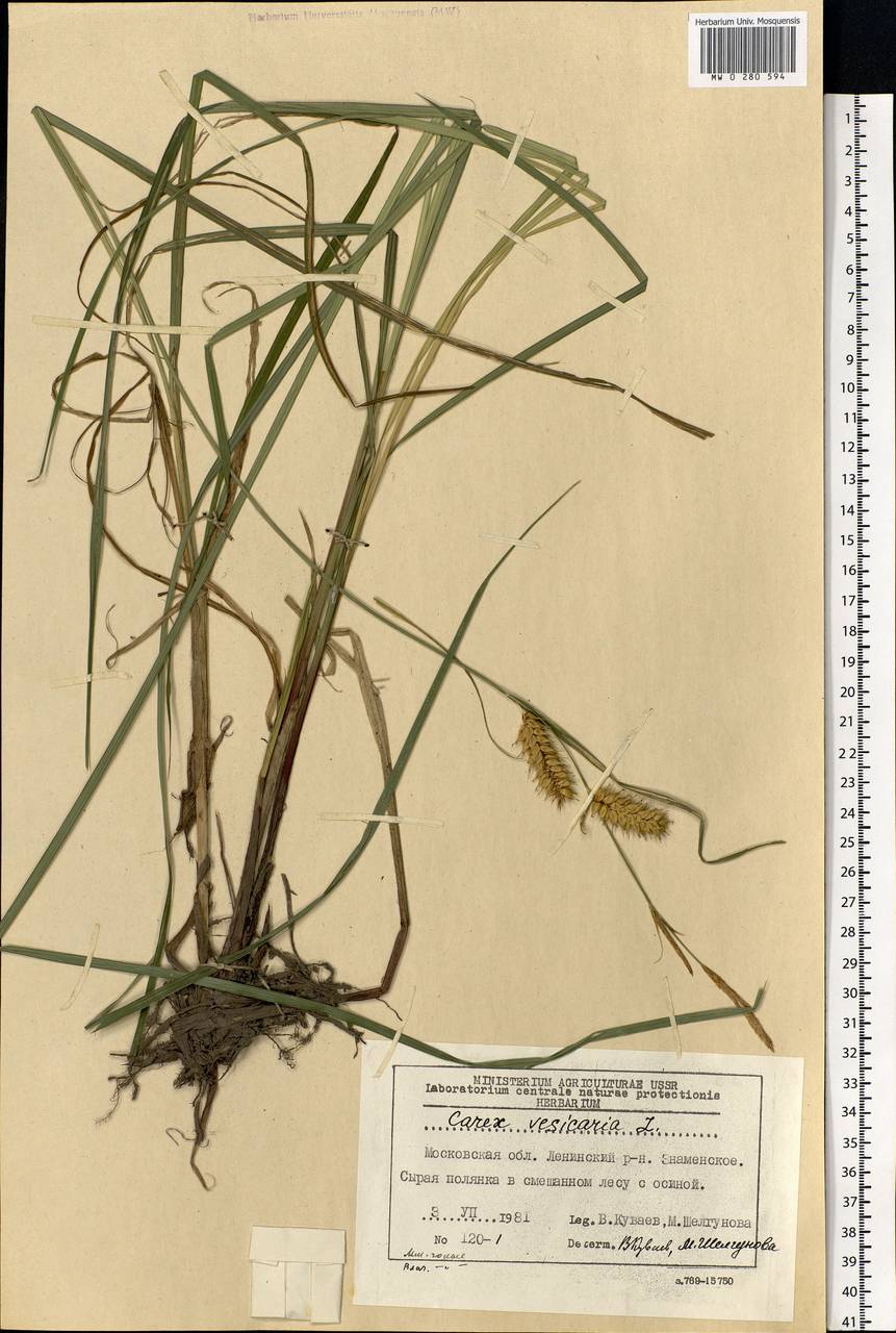 Carex vesicaria L., Eastern Europe, Moscow region (E4a) (Russia)
