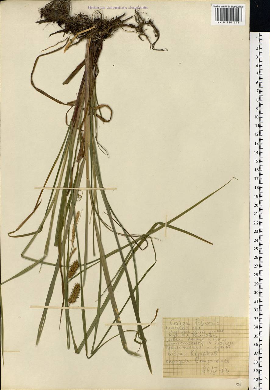 Carex vesicaria L., Eastern Europe, Moscow region (E4a) (Russia)