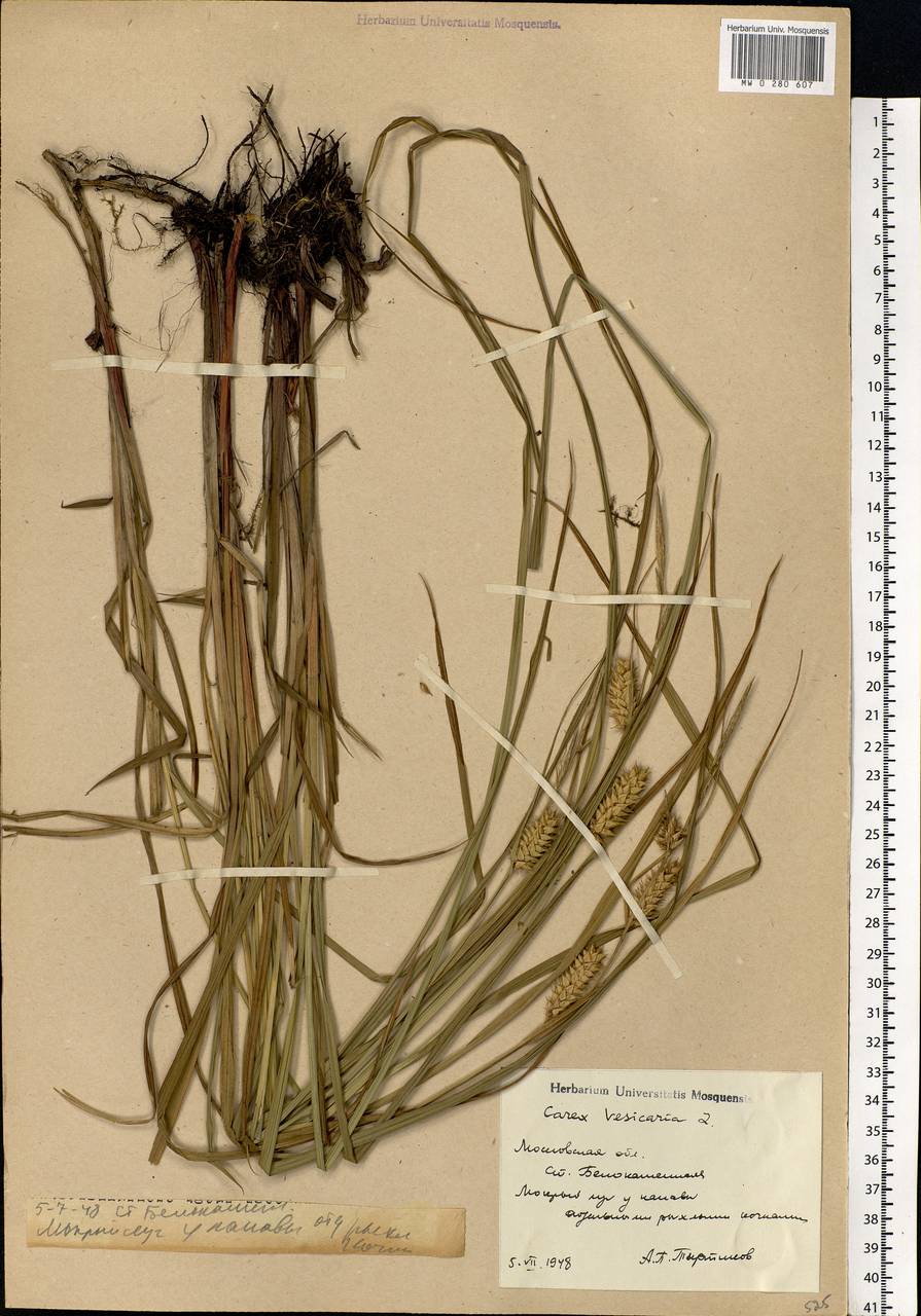 Carex vesicaria L., Eastern Europe, Moscow region (E4a) (Russia)