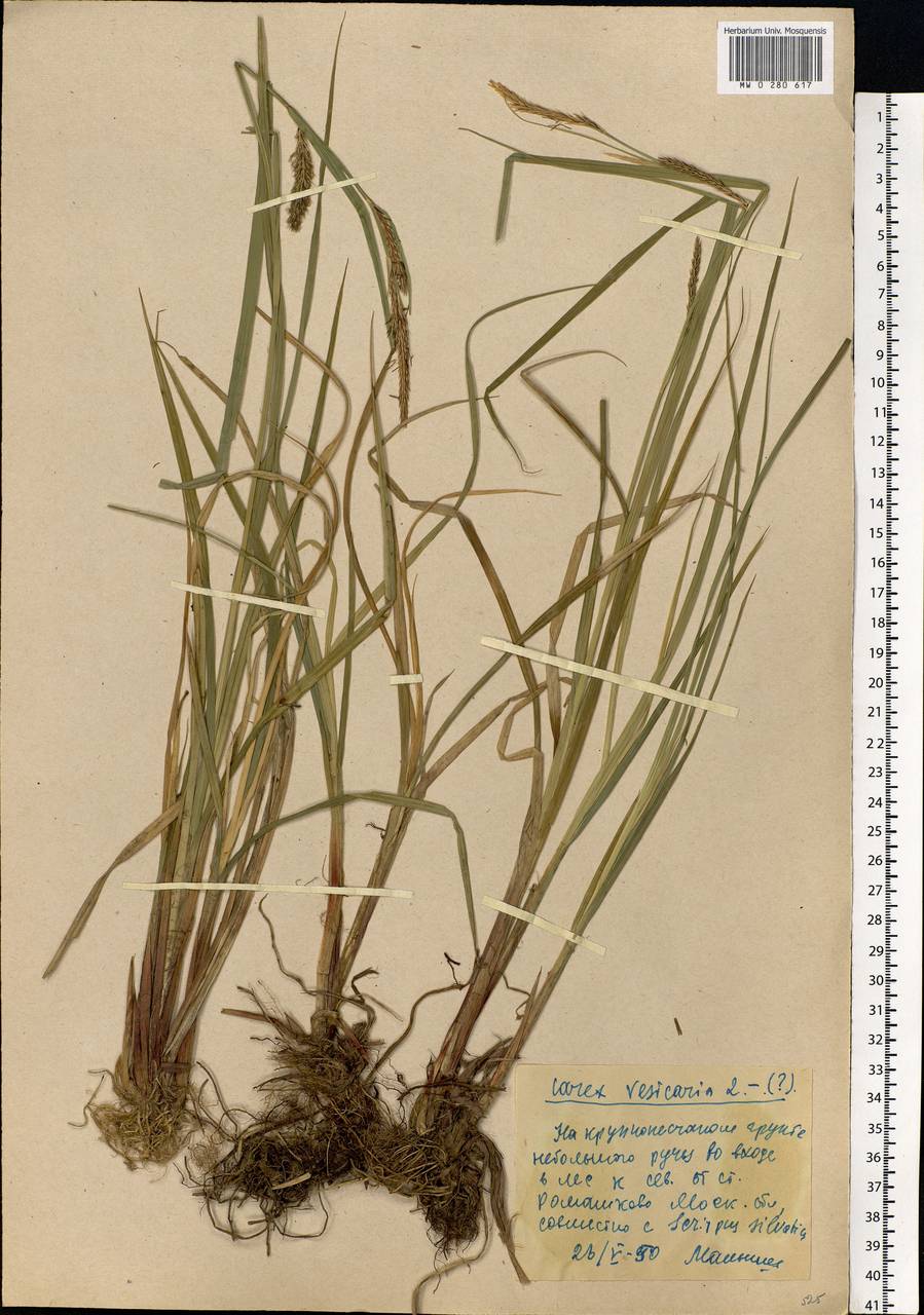 Carex vesicaria L., Eastern Europe, Moscow region (E4a) (Russia)