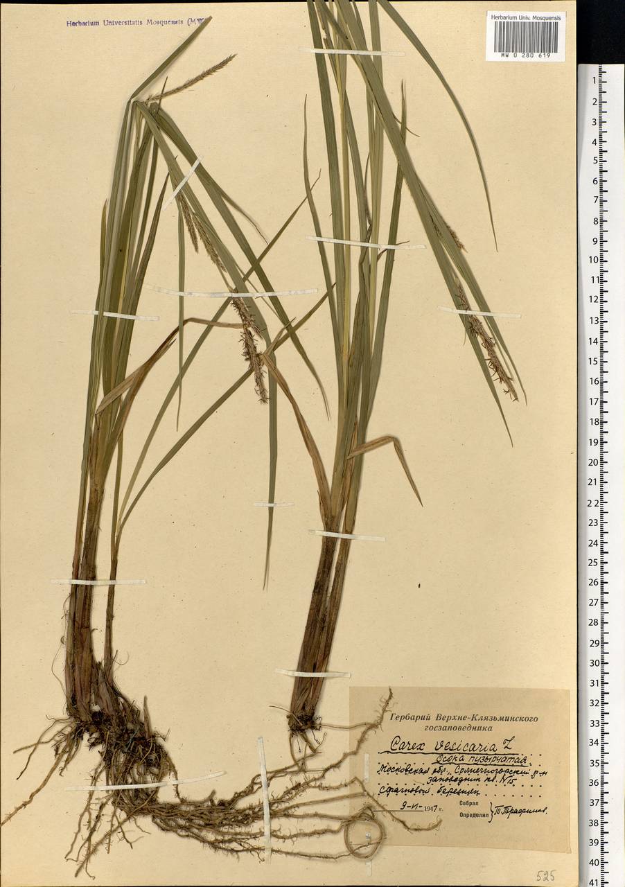 Carex vesicaria L., Eastern Europe, Moscow region (E4a) (Russia)