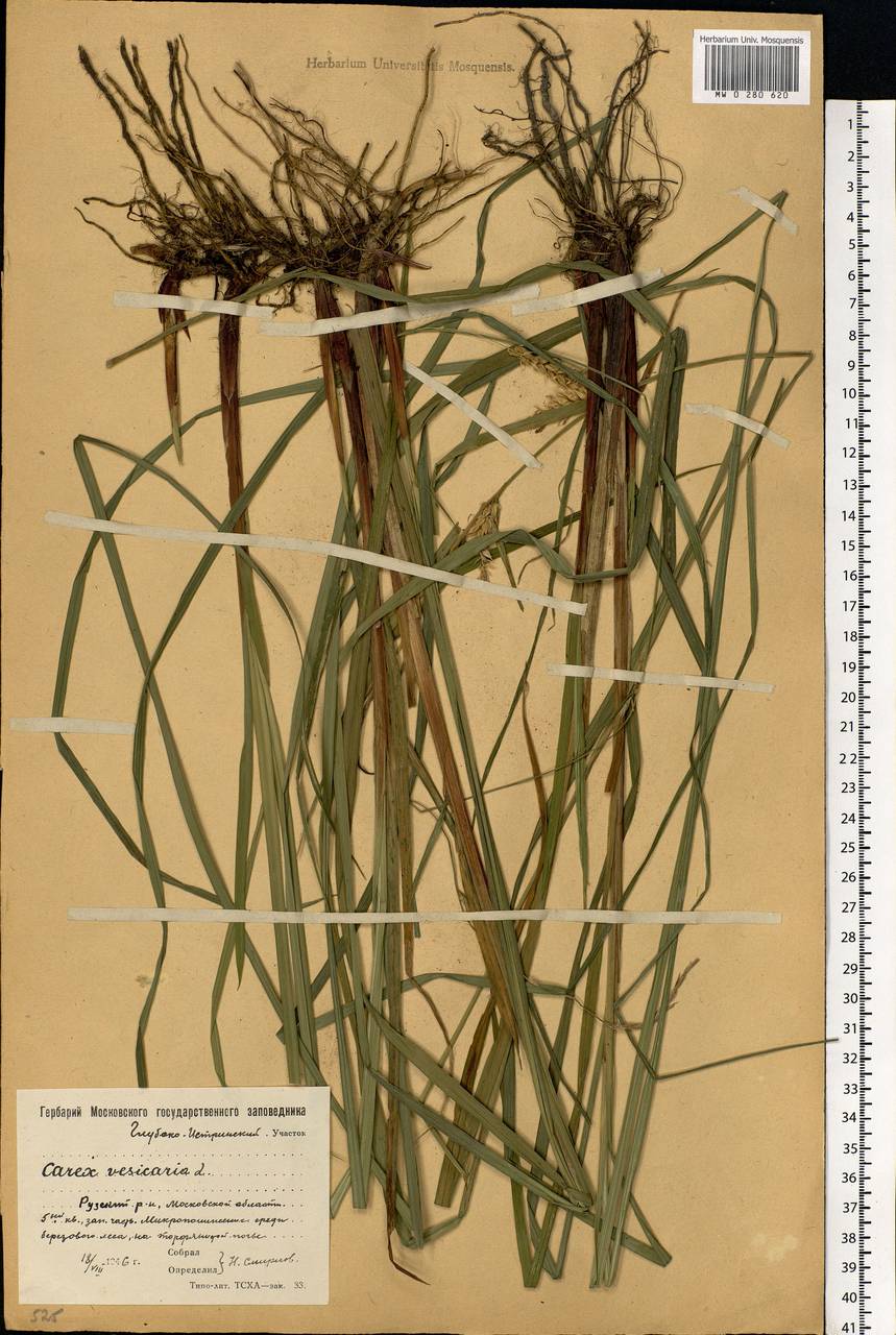 Carex vesicaria L., Eastern Europe, Moscow region (E4a) (Russia)