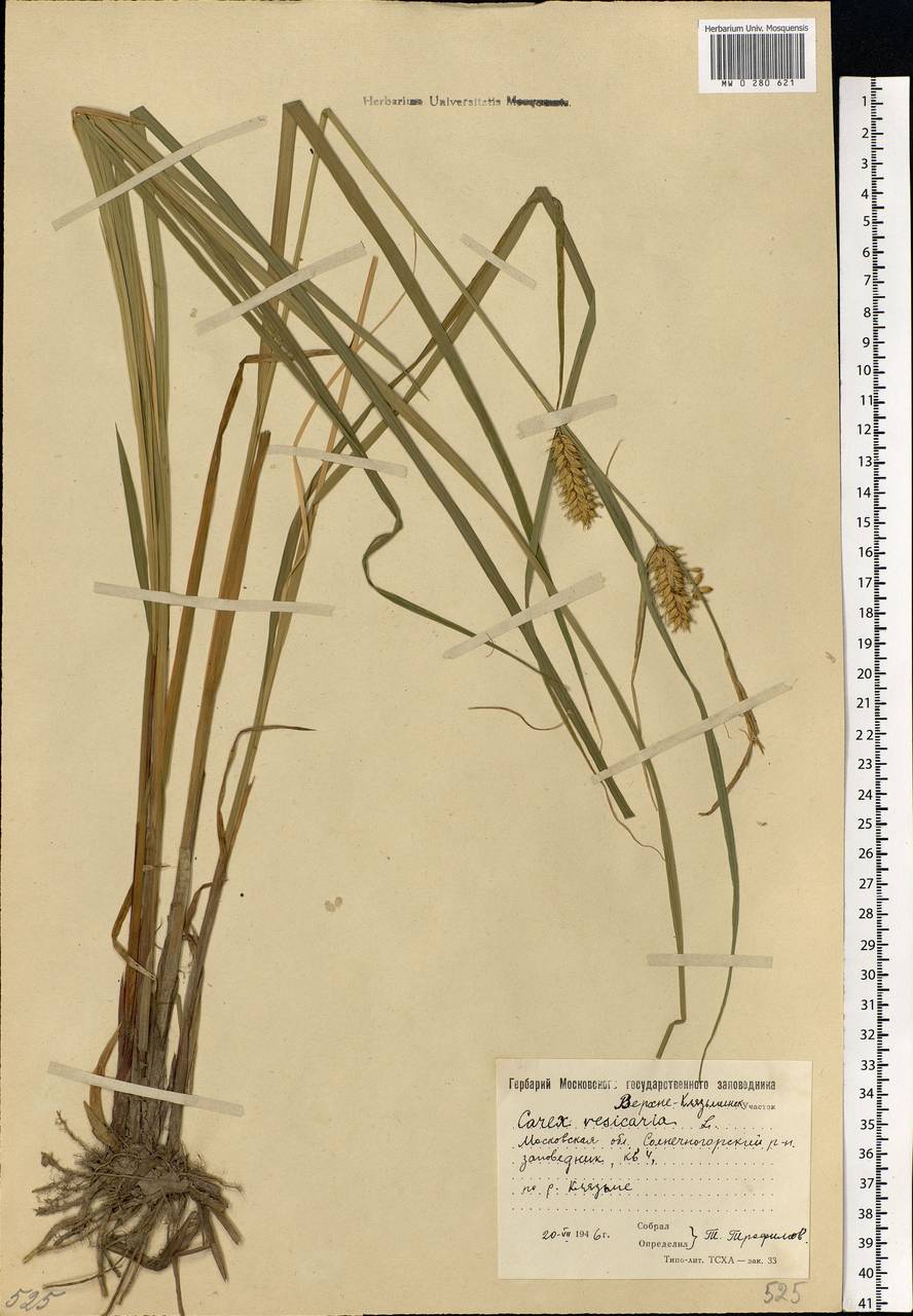 Carex vesicaria L., Eastern Europe, Moscow region (E4a) (Russia)