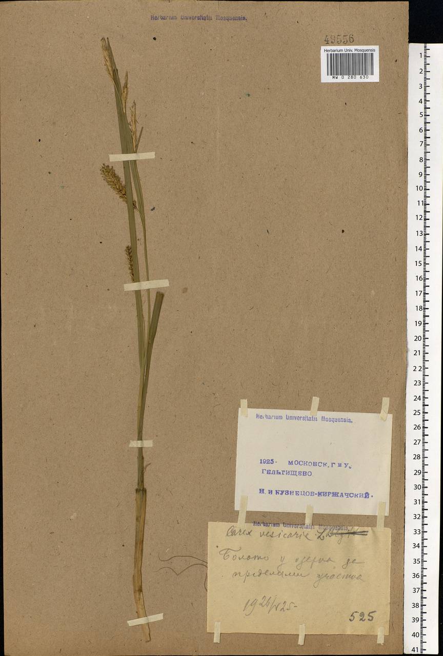 Carex vesicaria L., Eastern Europe, Moscow region (E4a) (Russia)