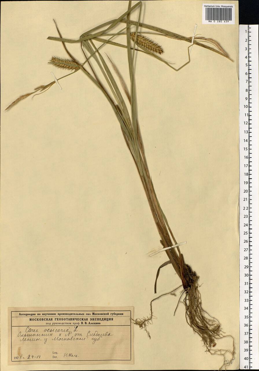 Carex vesicaria L., Eastern Europe, Moscow region (E4a) (Russia)