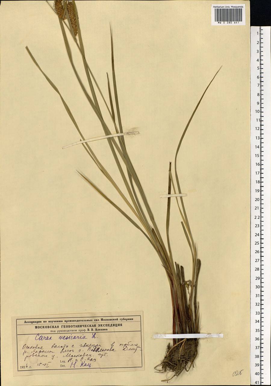 Carex vesicaria L., Eastern Europe, Moscow region (E4a) (Russia)