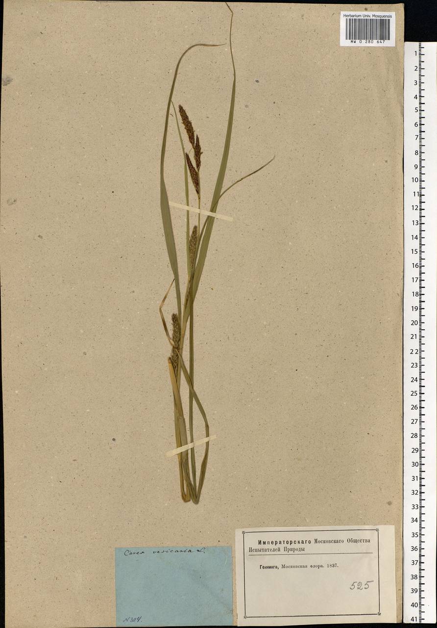 Carex vesicaria L., Eastern Europe, Moscow region (E4a) (Russia)
