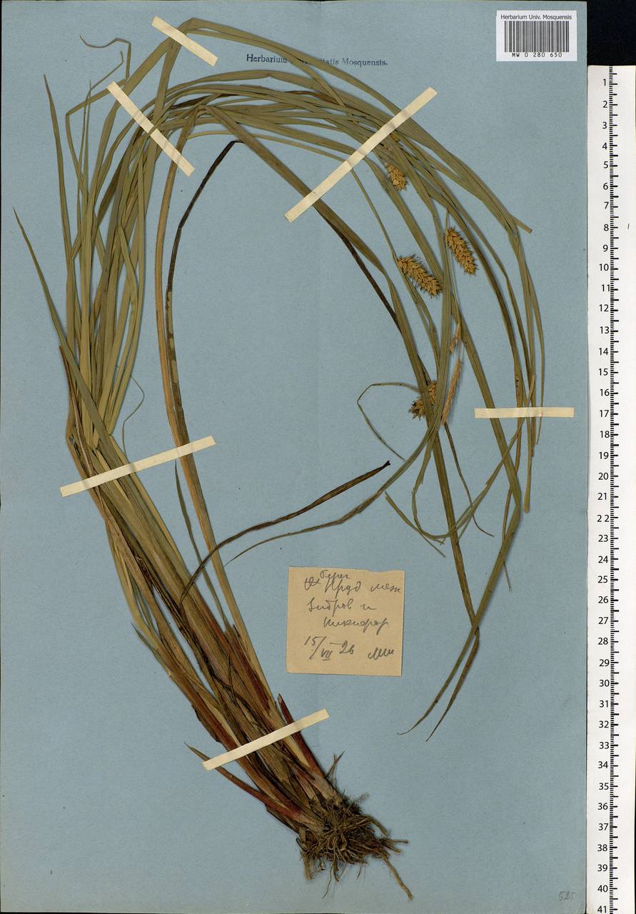 Carex vesicaria L., Eastern Europe, Moscow region (E4a) (Russia)