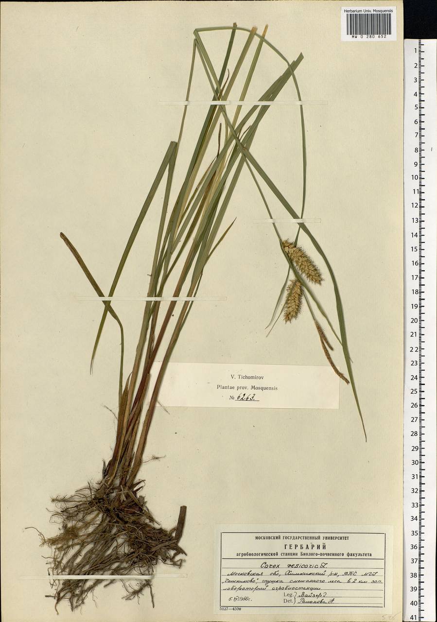 Carex vesicaria L., Eastern Europe, Moscow region (E4a) (Russia)