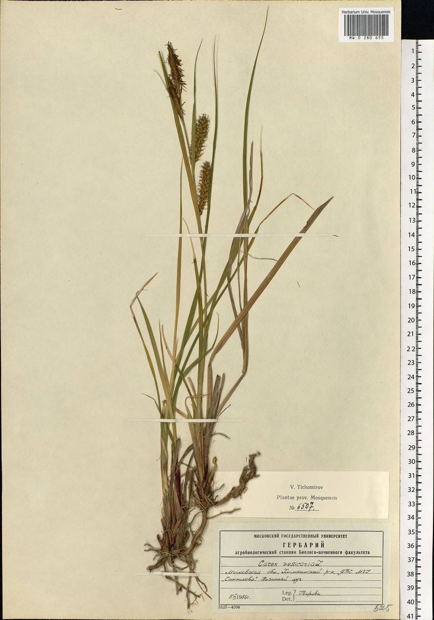 Carex vesicaria L., Eastern Europe, Moscow region (E4a) (Russia)