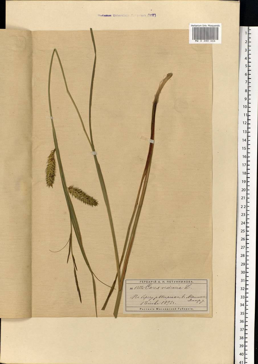 Carex vesicaria L., Eastern Europe, Moscow region (E4a) (Russia)