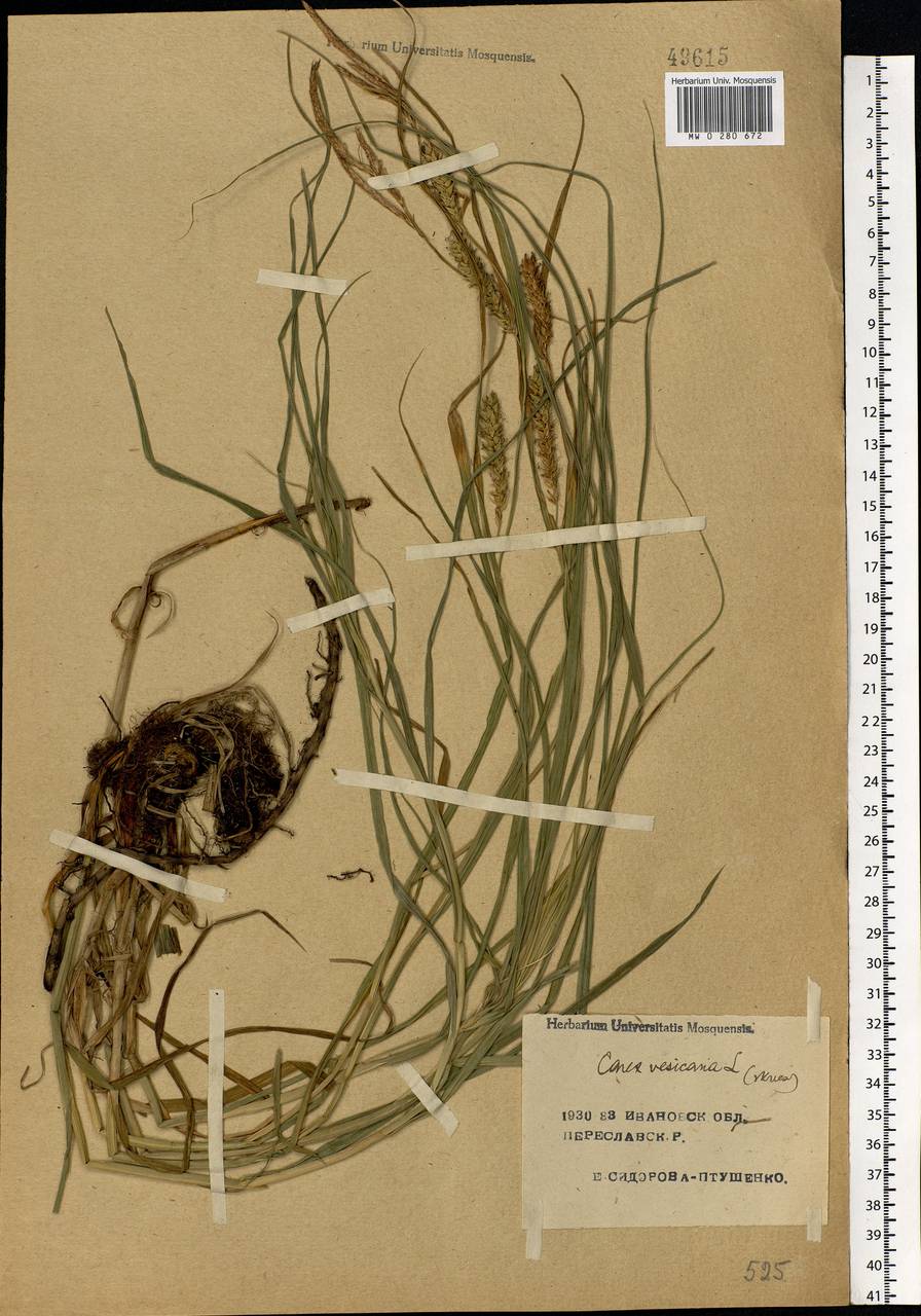 Carex vesicaria L., Eastern Europe, Central forest region (E5) (Russia)