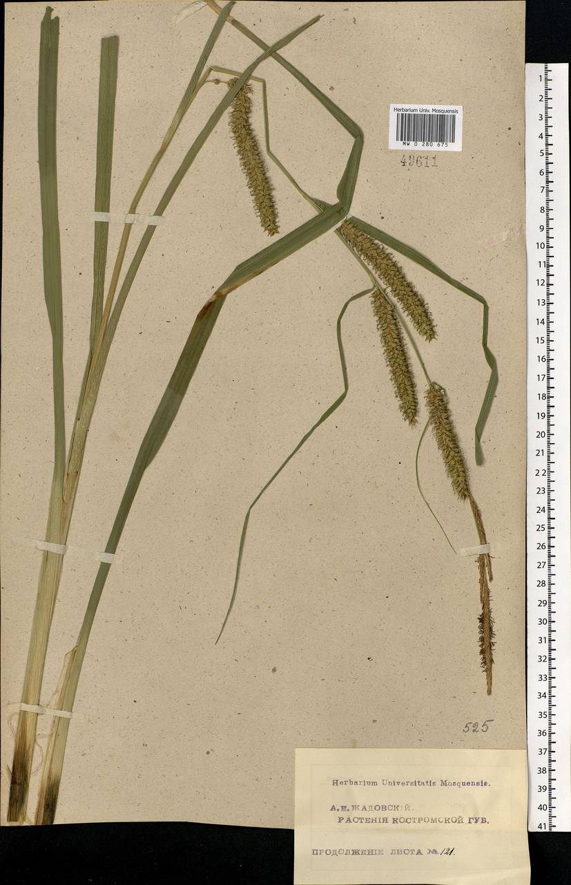 Carex vesicaria L., Eastern Europe, Central forest region (E5) (Russia)