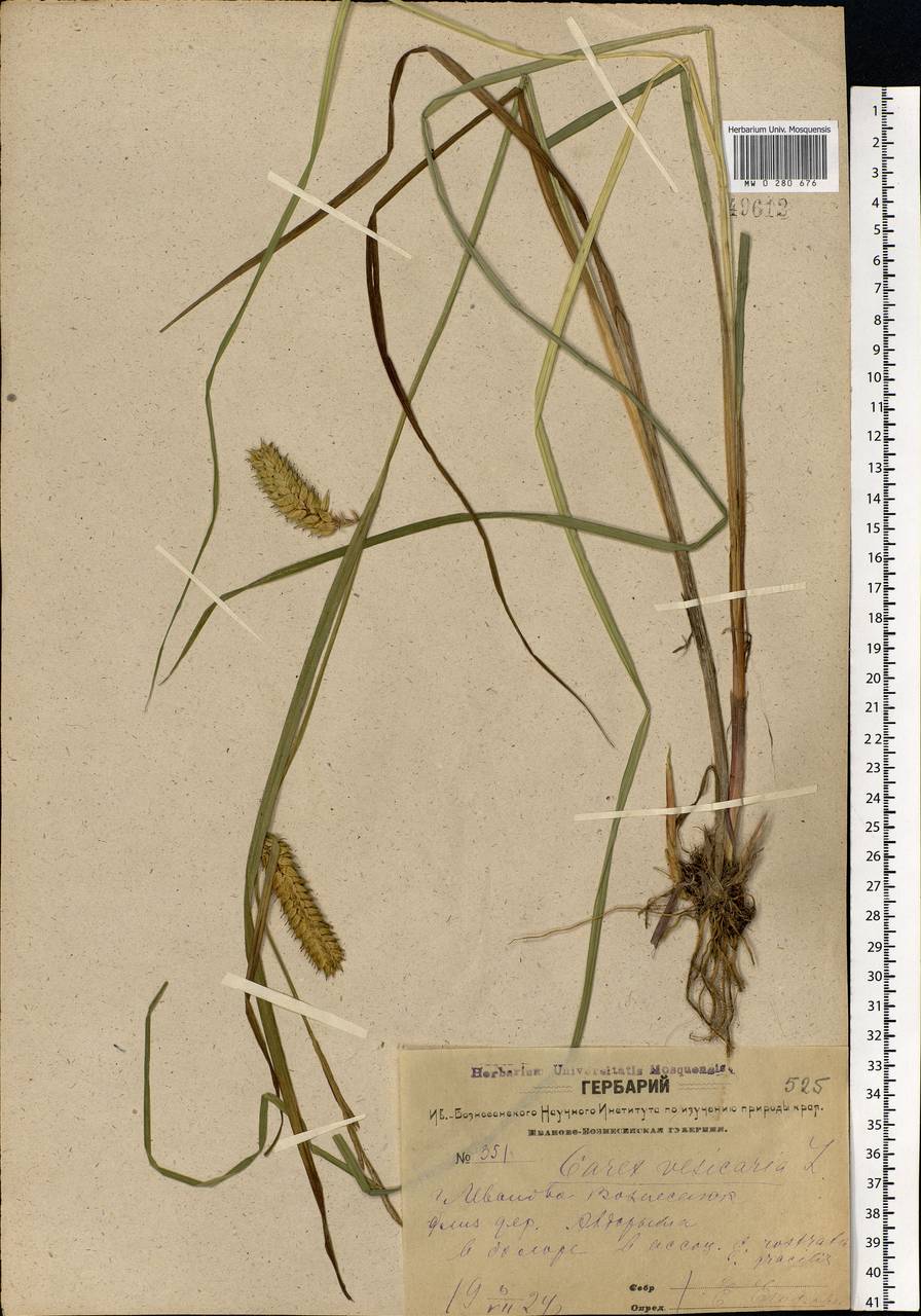 Carex vesicaria L., Eastern Europe, Central forest region (E5) (Russia)