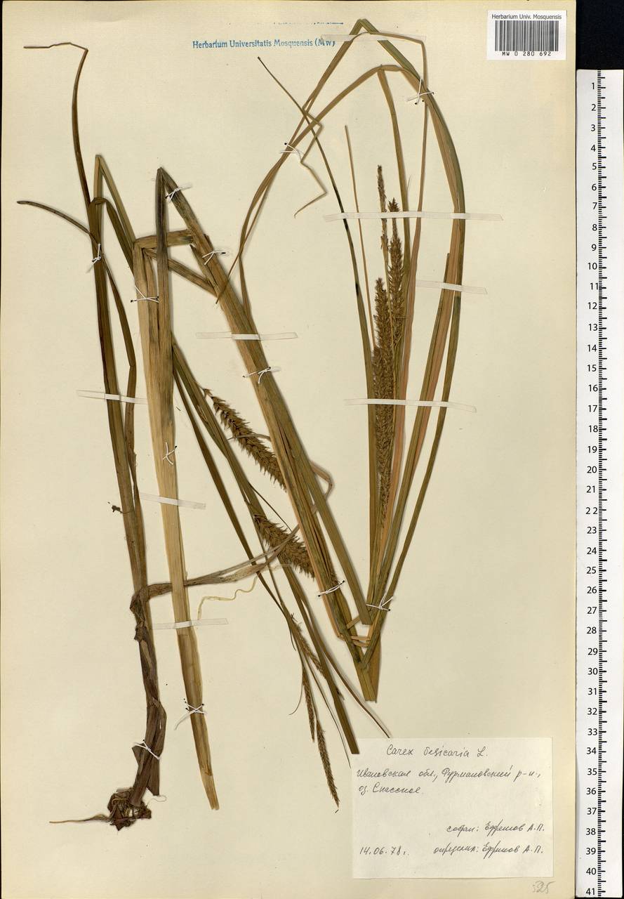 Carex vesicaria L., Eastern Europe, Central forest region (E5) (Russia)