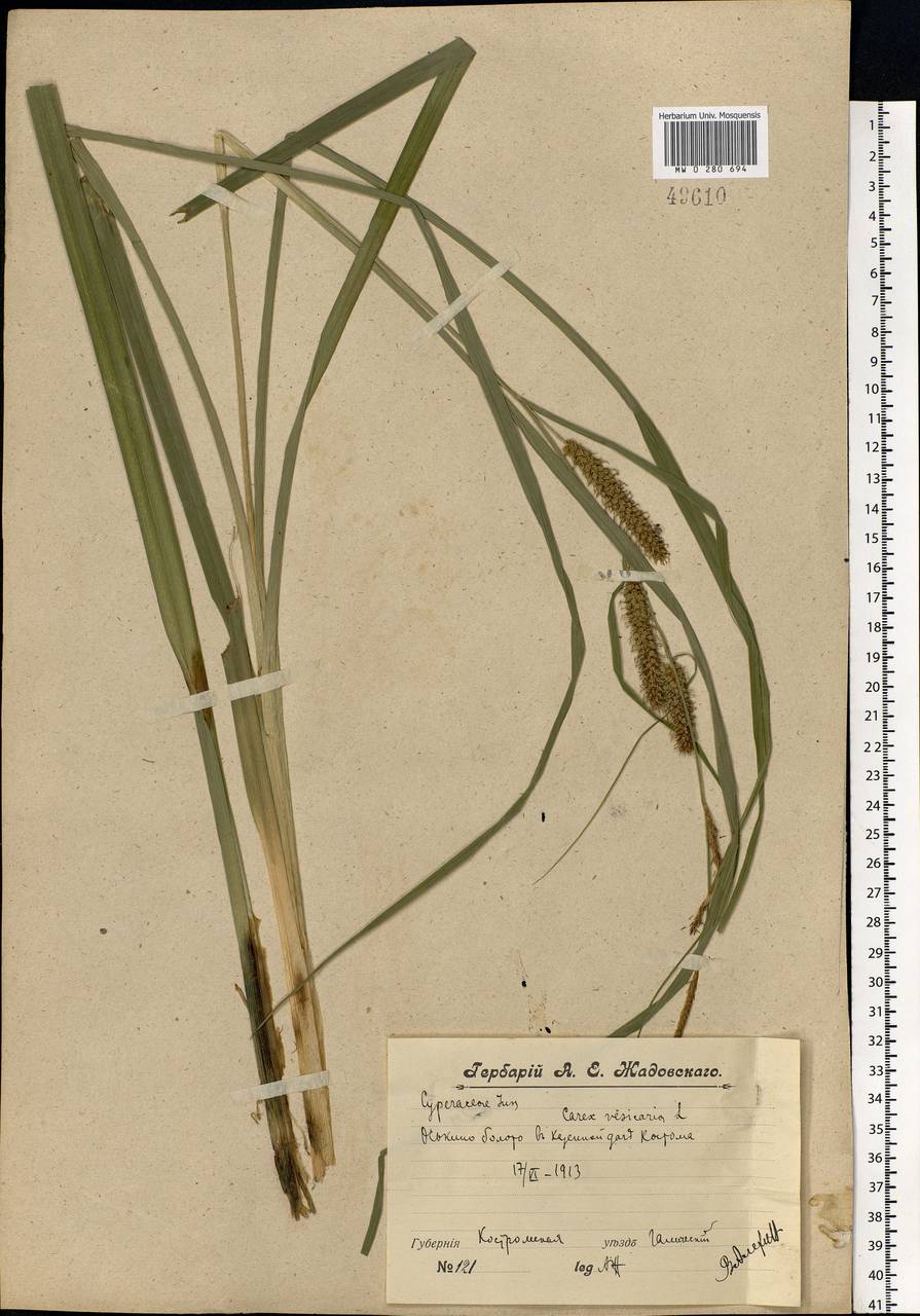 Carex vesicaria L., Eastern Europe, Central forest region (E5) (Russia)