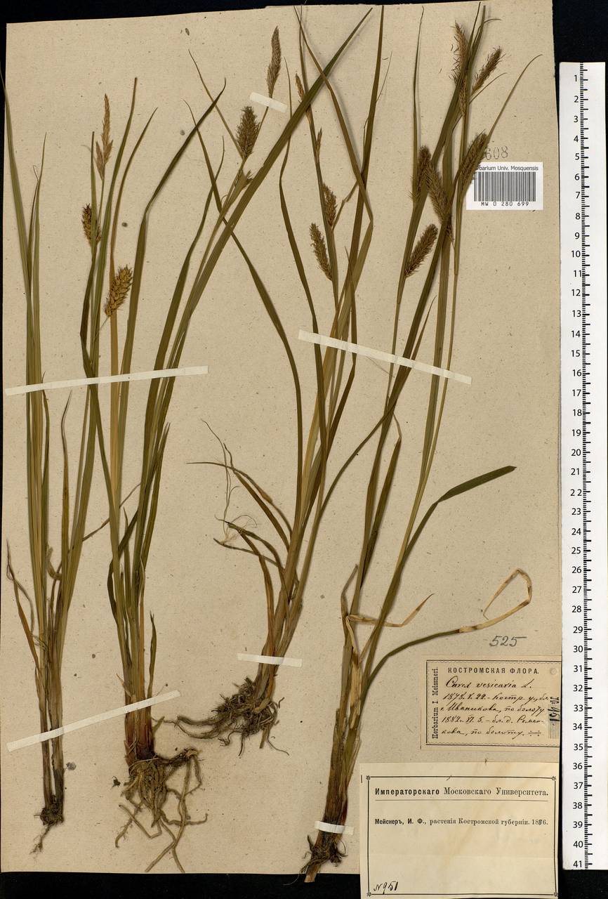 Carex vesicaria L., Eastern Europe, Central forest region (E5) (Russia)