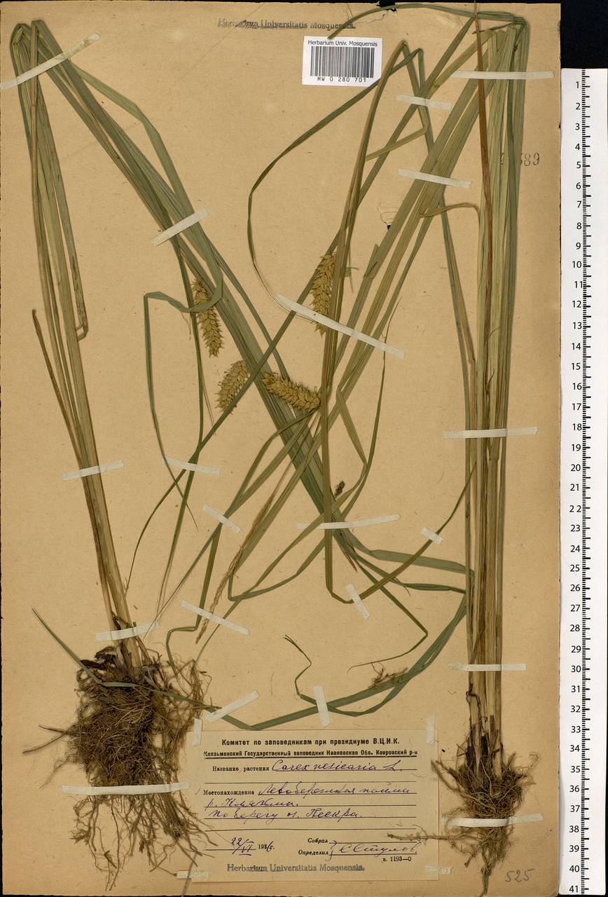 Carex vesicaria L., Eastern Europe, Central forest region (E5) (Russia)