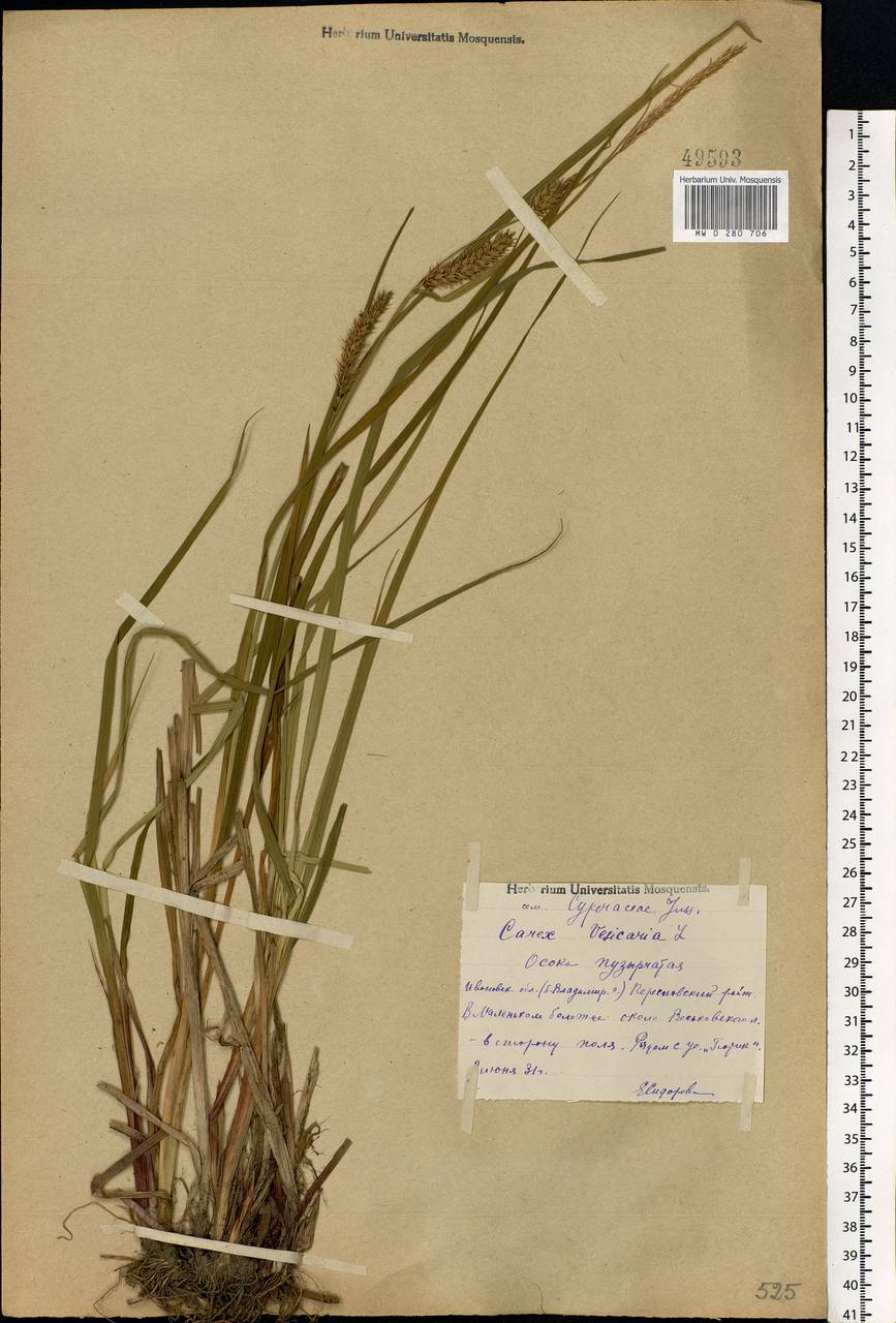 Carex vesicaria L., Eastern Europe, Central forest region (E5) (Russia)
