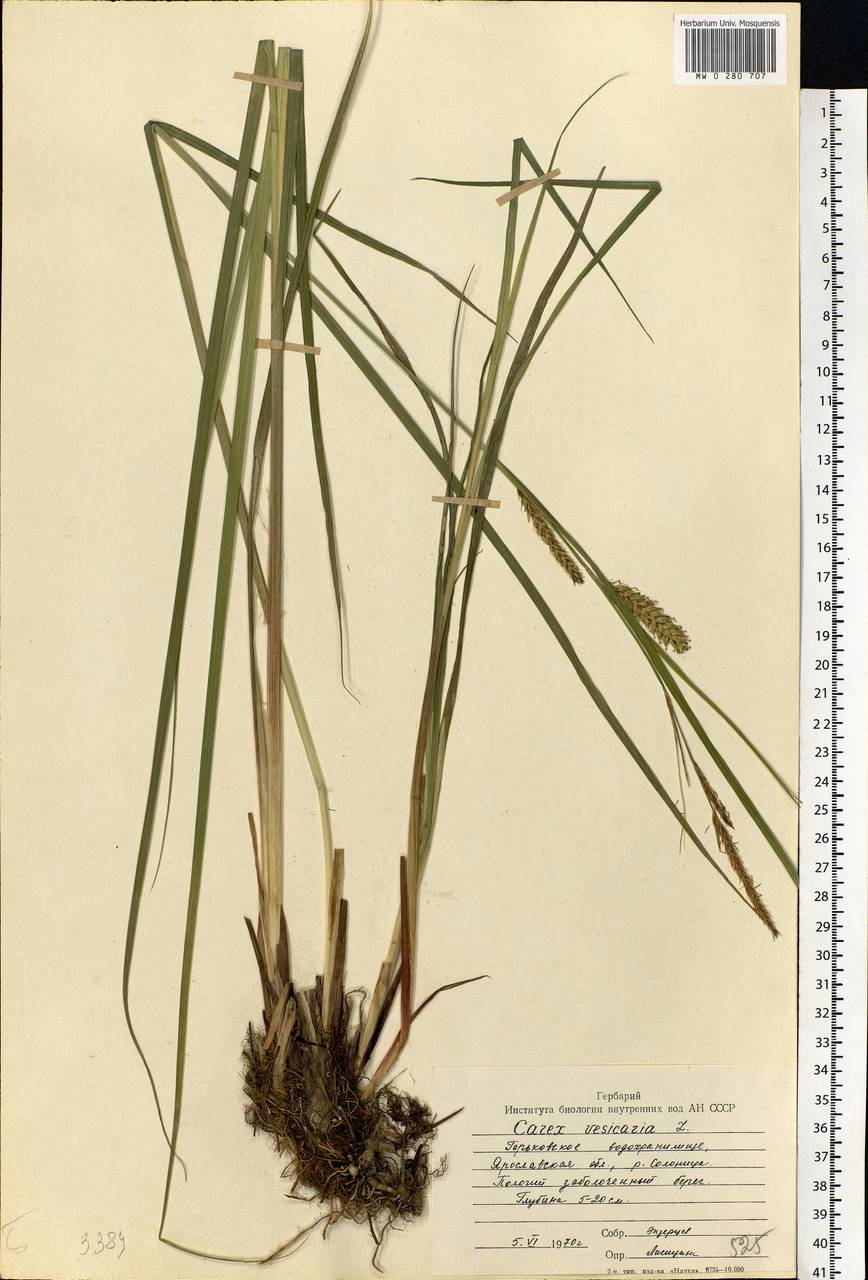 Carex vesicaria