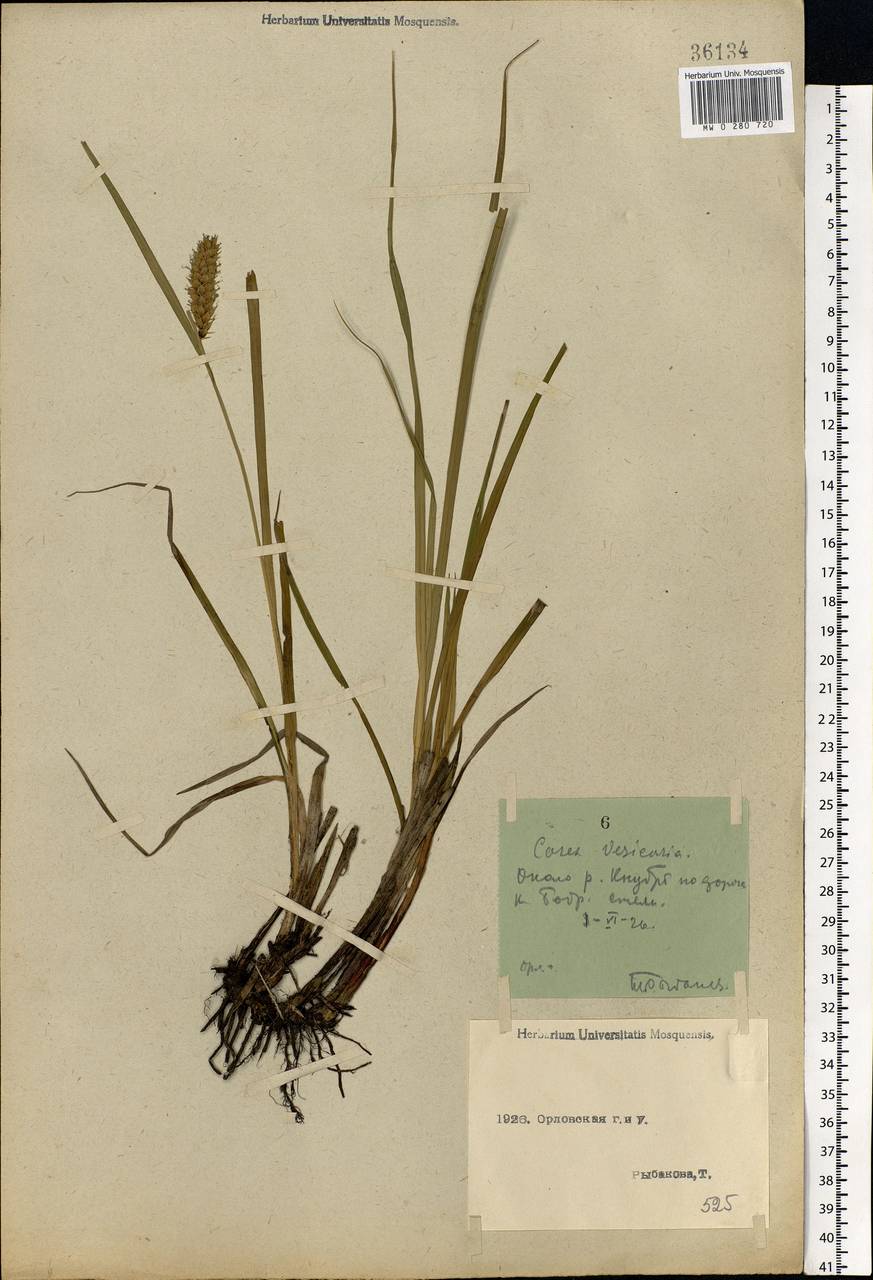 Carex vesicaria L., Eastern Europe, Central forest-and-steppe region (E6) (Russia)