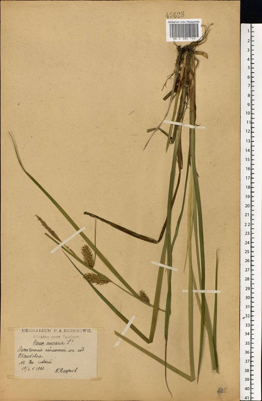 Carex vaginata Tausch, Eastern Europe, Central forest-and-steppe region (E6) (Russia)