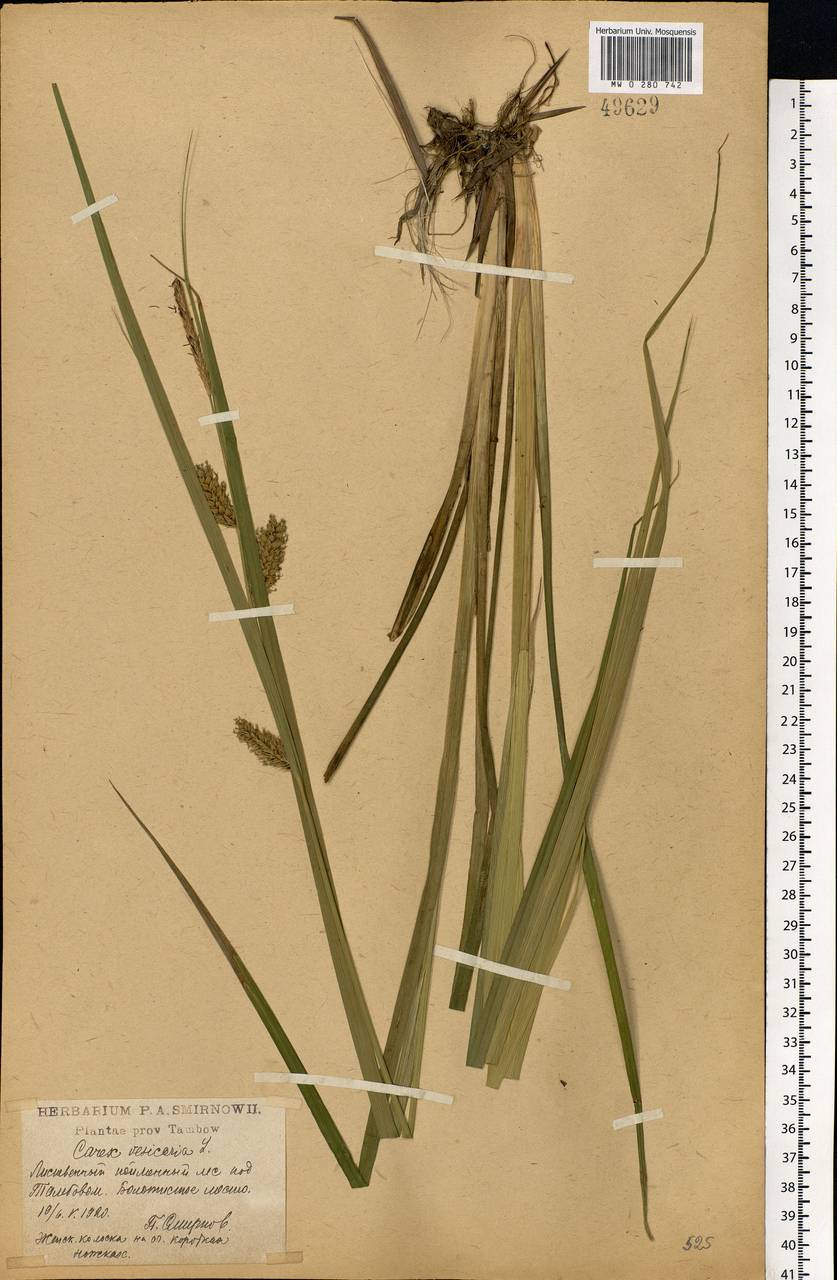 Carex vaginata Tausch, Eastern Europe, Central forest-and-steppe region (E6) (Russia)