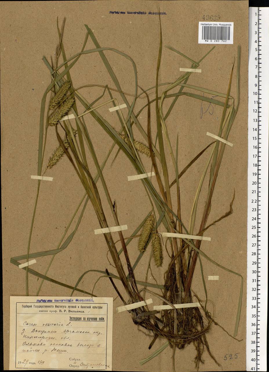 Carex vesicaria L., Eastern Europe, Volga-Kama region (E7) (Russia)