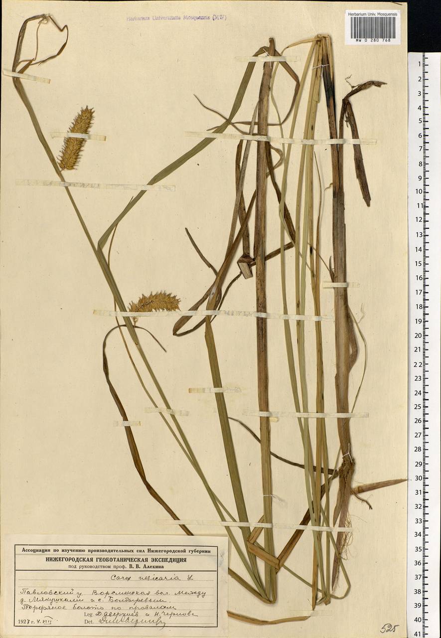 Carex vesicaria L., Eastern Europe, Volga-Kama region (E7) (Russia)