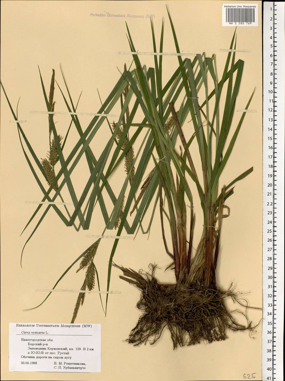 Carex vesicaria L., Eastern Europe, Volga-Kama region (E7) (Russia)