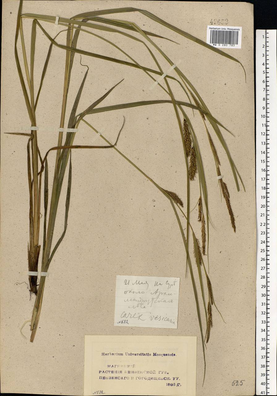 Carex vesicaria L., Eastern Europe, Middle Volga region (E8) (Russia)