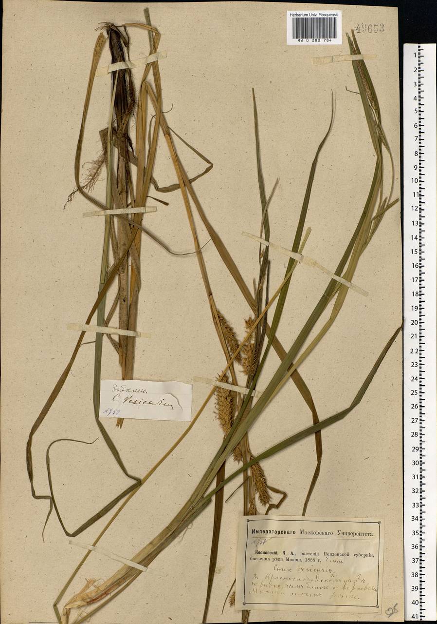 Carex vesicaria L., Eastern Europe, Middle Volga region (E8) (Russia)