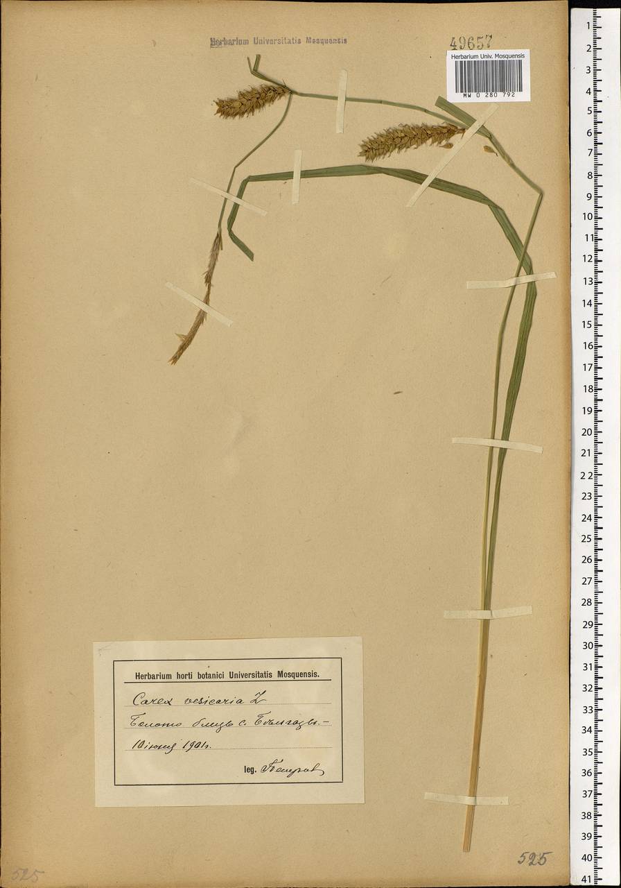 Carex vesicaria L., Eastern Europe, Lower Volga region (E9) (Russia)