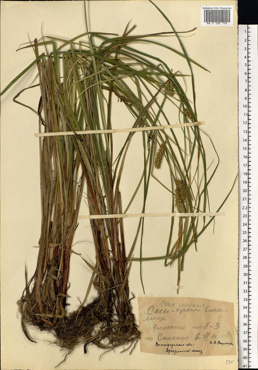 Carex vesicaria L., Eastern Europe, Lower Volga region (E9) (Russia)