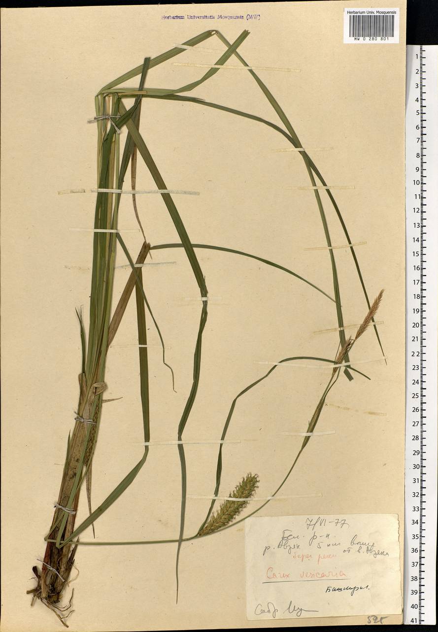 Carex vesicaria L., Eastern Europe, Eastern region (E10) (Russia)
