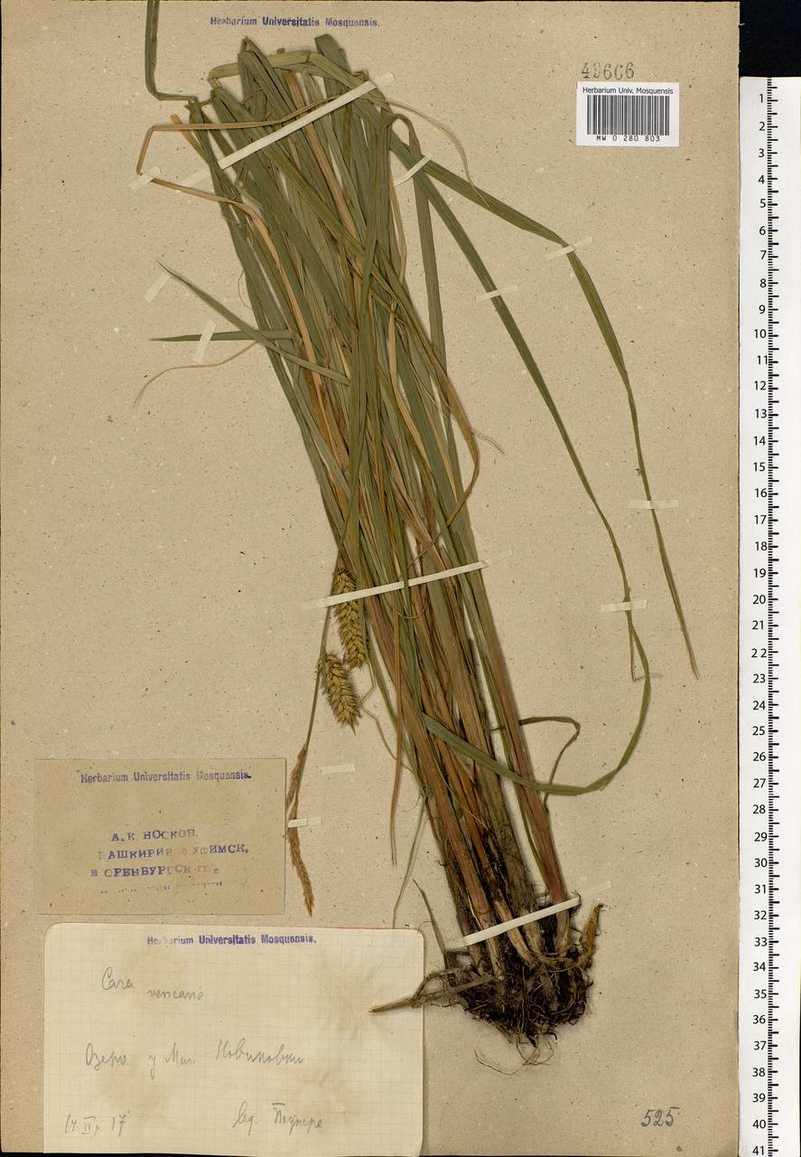 Carex vesicaria L., Eastern Europe, Eastern region (E10) (Russia)