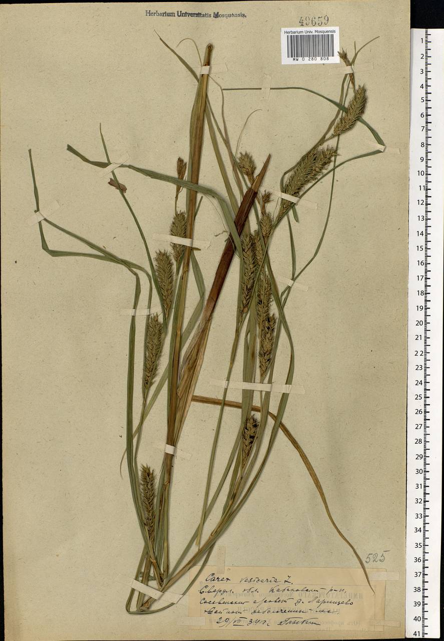 Carex vesicaria L., Eastern Europe, Eastern region (E10) (Russia)