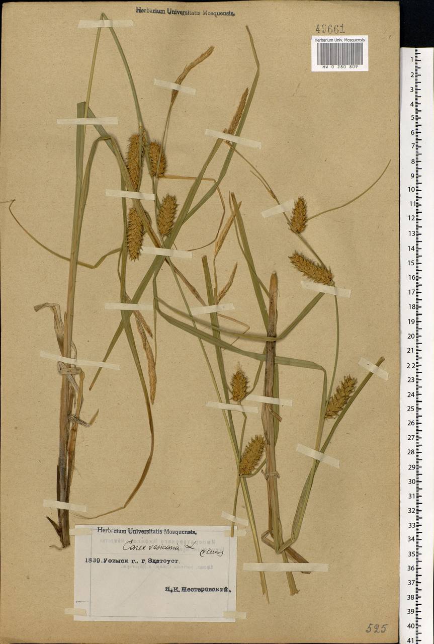 Carex vesicaria L., Eastern Europe, Eastern region (E10) (Russia)