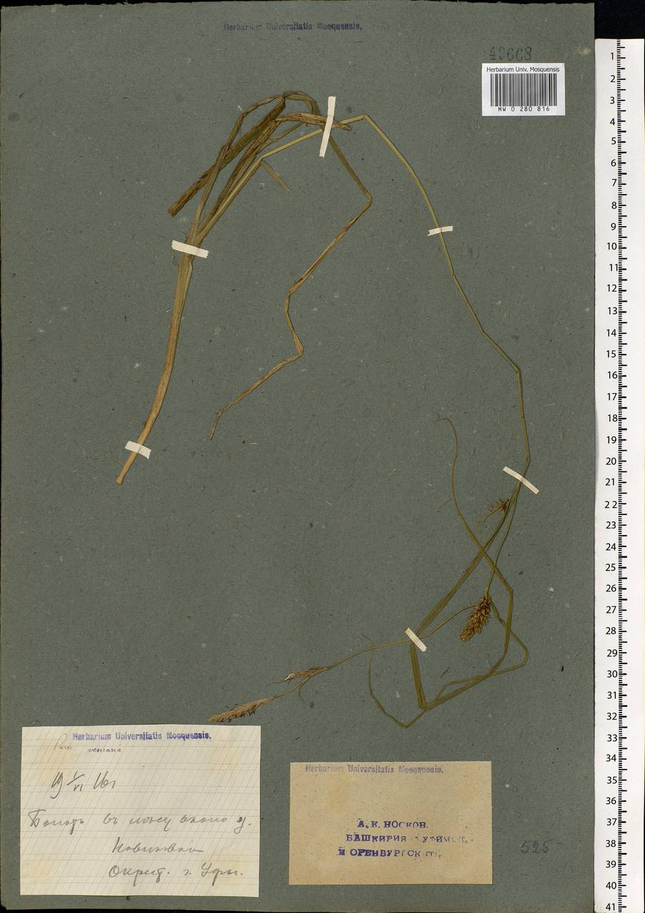 Carex vesicaria L., Eastern Europe, Eastern region (E10) (Russia)