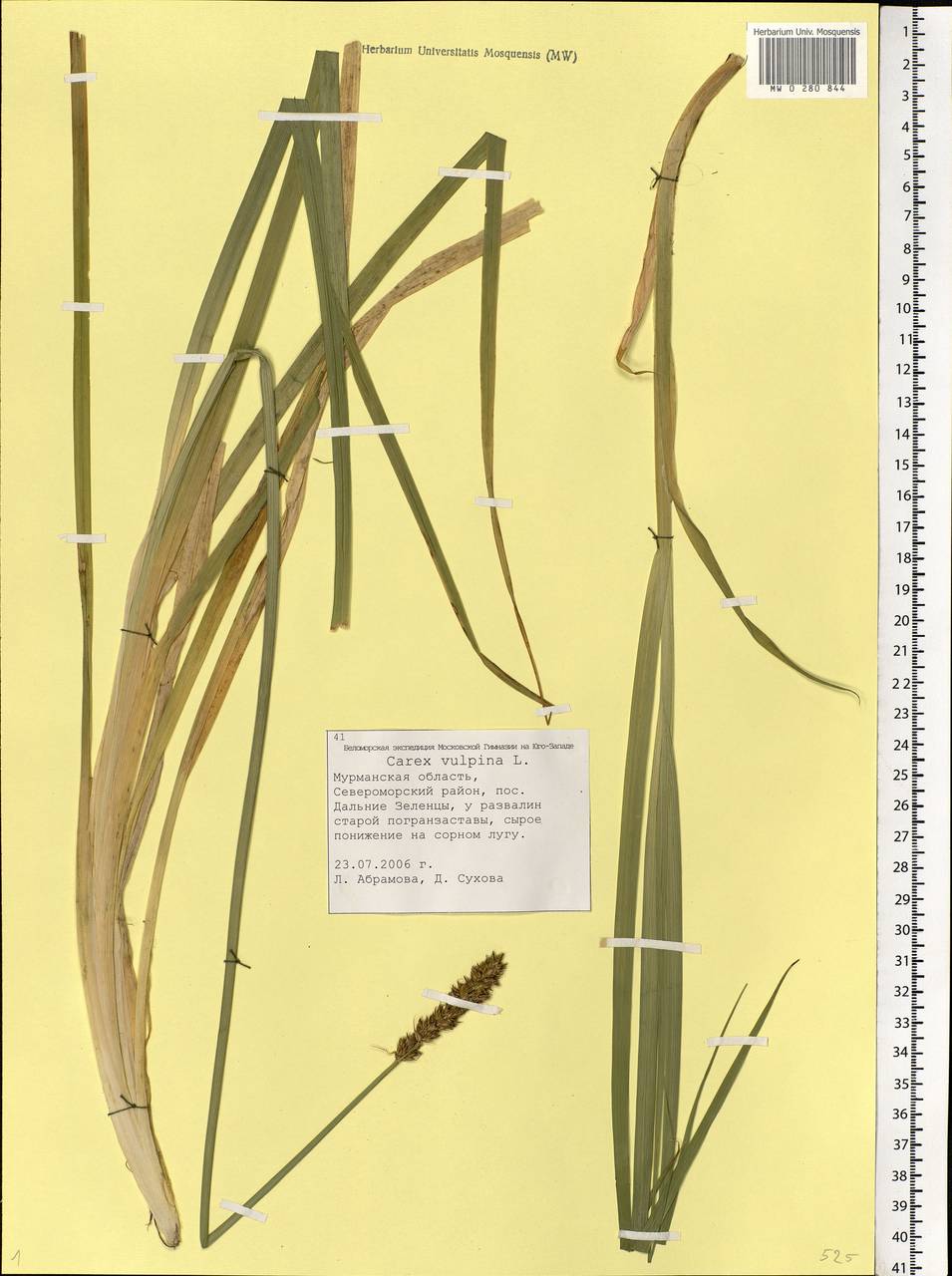 Carex vulpina L., Eastern Europe, Northern region (E1) (Russia)