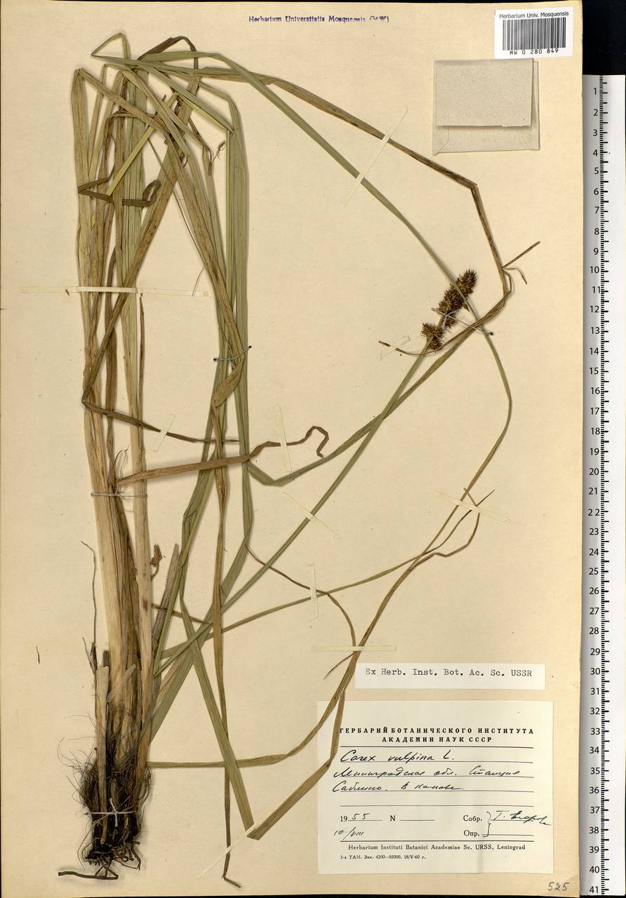 Carex vulpina L., Eastern Europe, North-Western region (E2) (Russia)