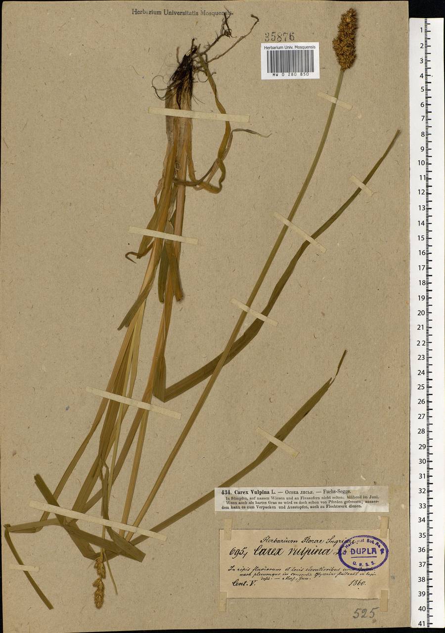 Carex vulpina L., Eastern Europe, North-Western region (E2) (Russia)