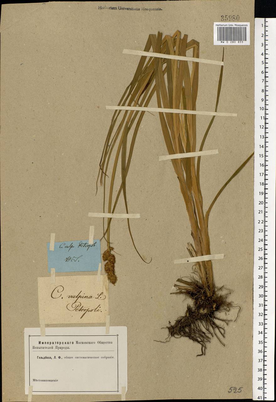 Carex vulpina L., Eastern Europe, North-Western region (E2) (Russia)