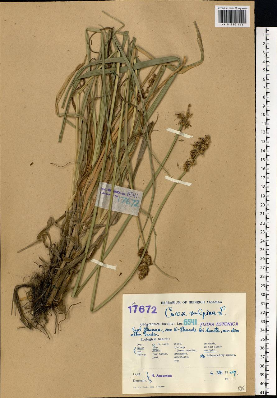 Carex vulpina L., Eastern Europe, Estonia (E2c) (Estonia)