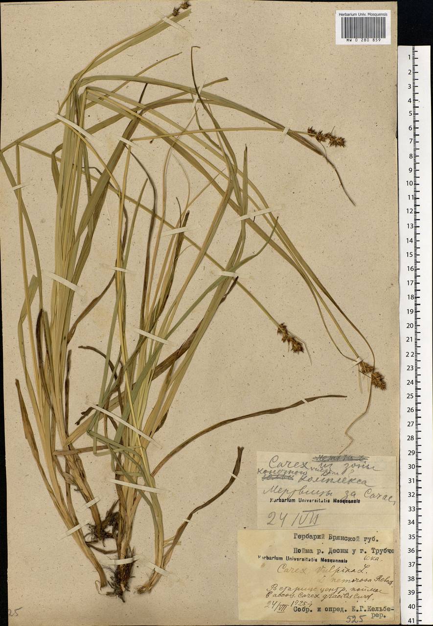 Carex vulpina L., Eastern Europe, Western region (E3) (Russia)