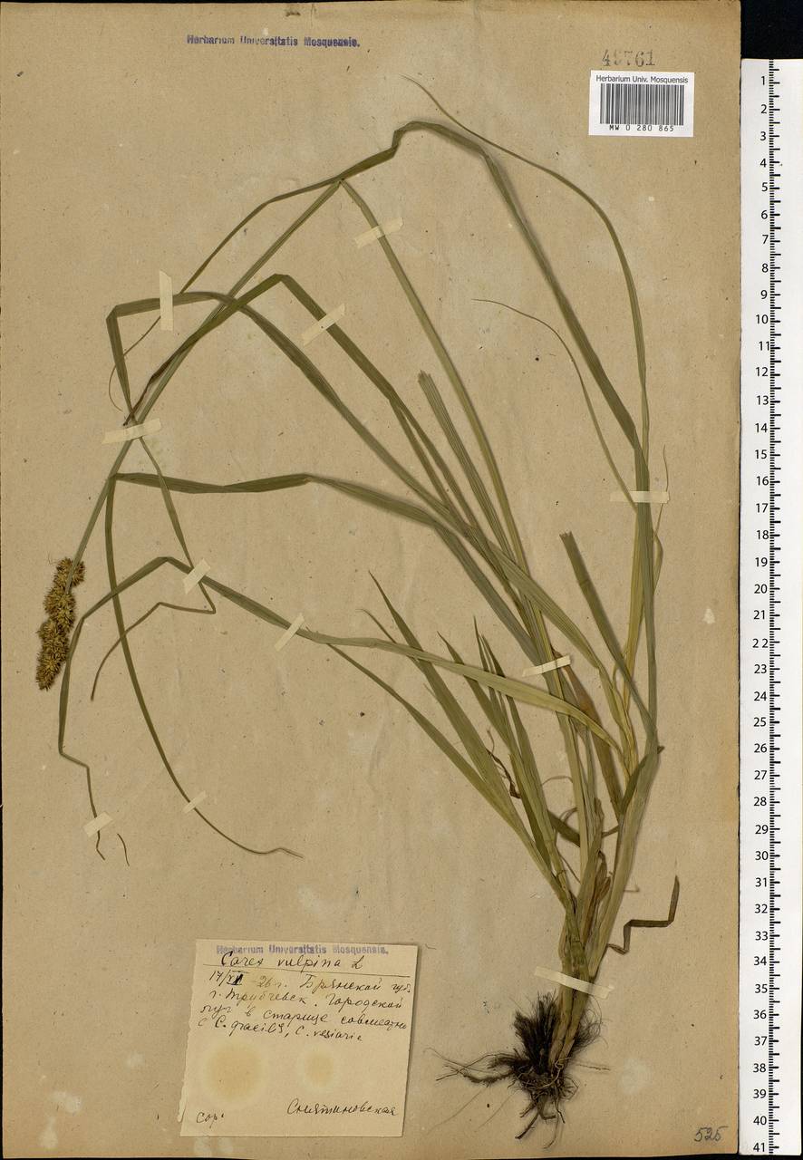 Carex vulpina L., Eastern Europe, Western region (E3) (Russia)