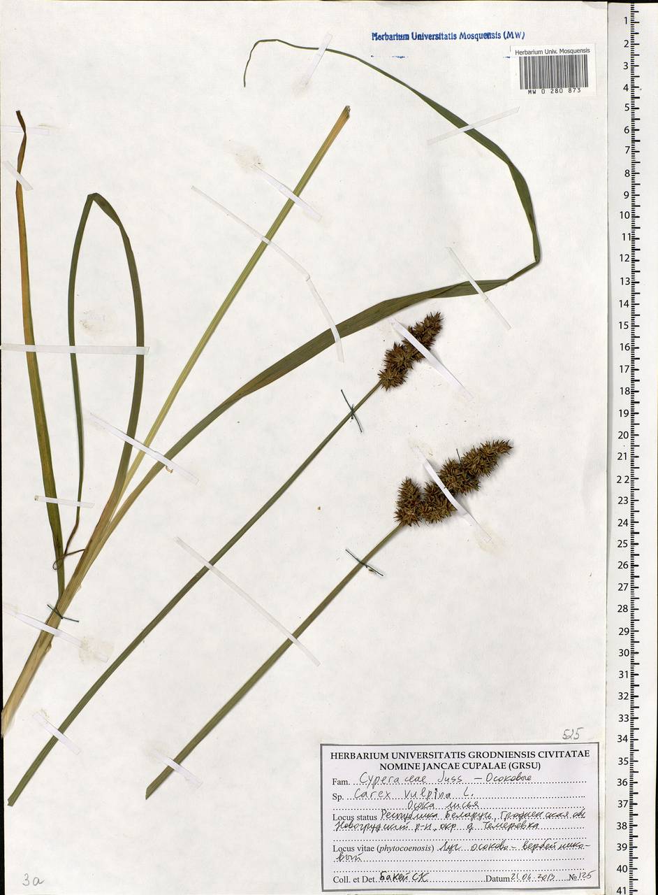 Carex vulpina L., Eastern Europe, Belarus (E3a) (Belarus)
