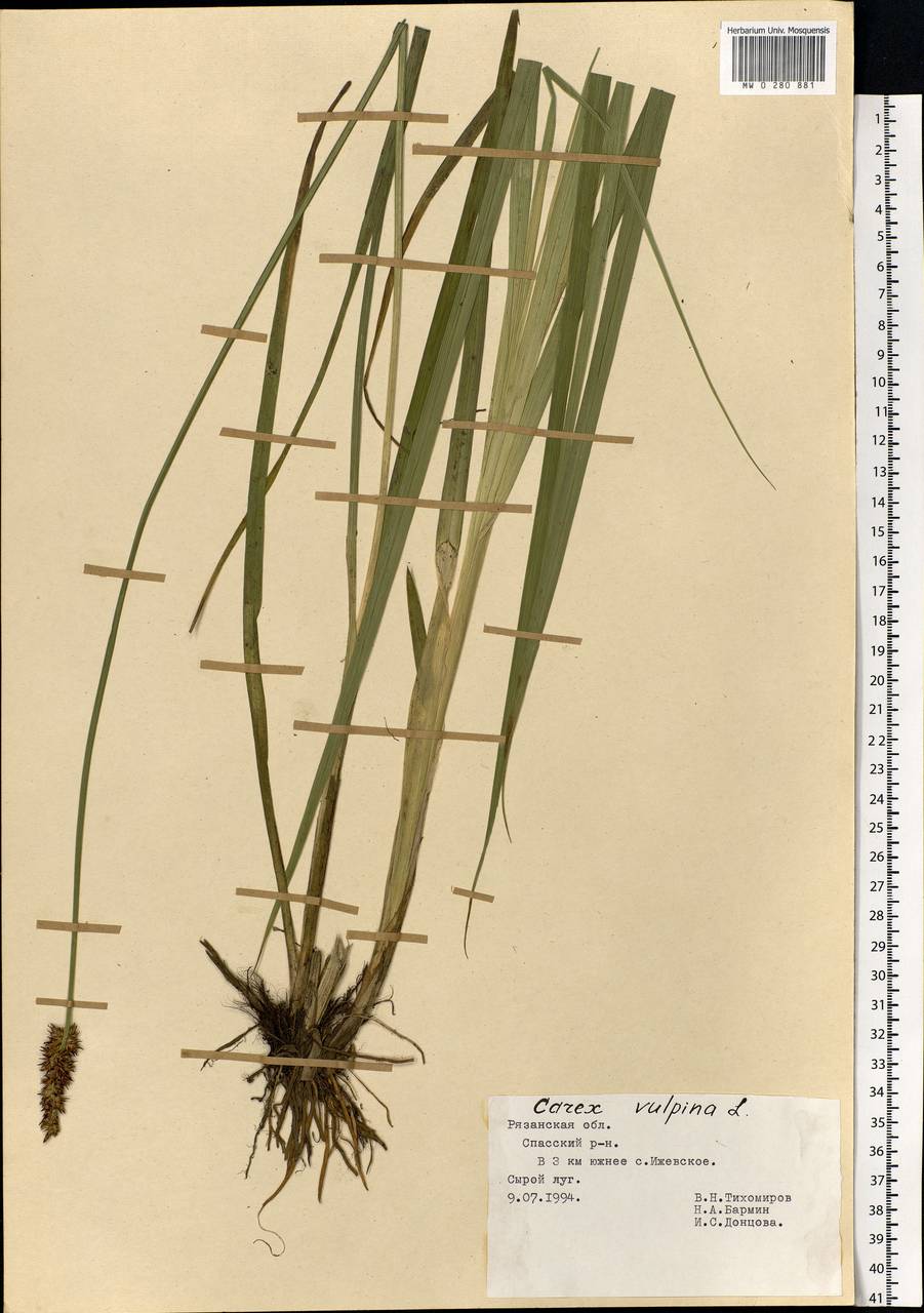 Carex vulpina L., Eastern Europe, Central region (E4) (Russia)