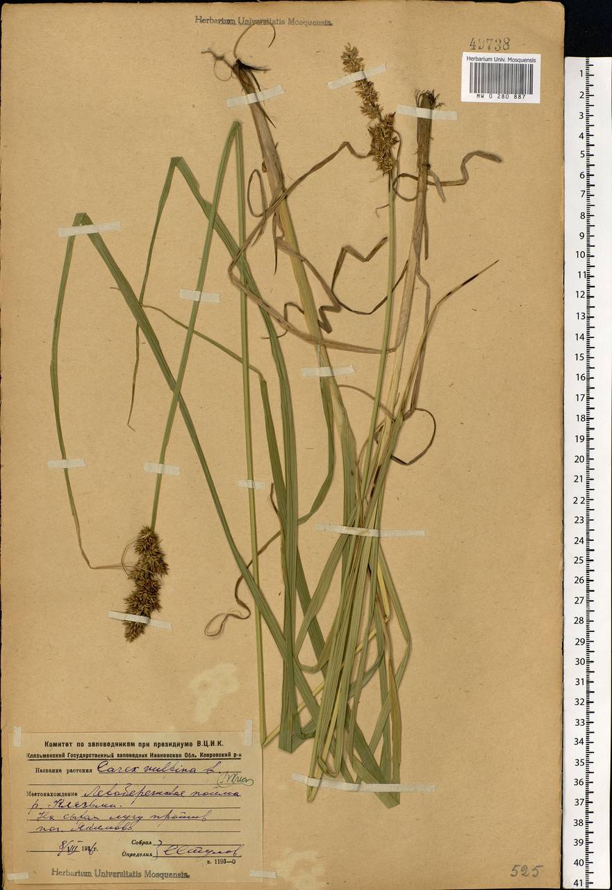 Carex vulpina L., Eastern Europe, Central forest region (E5) (Russia)