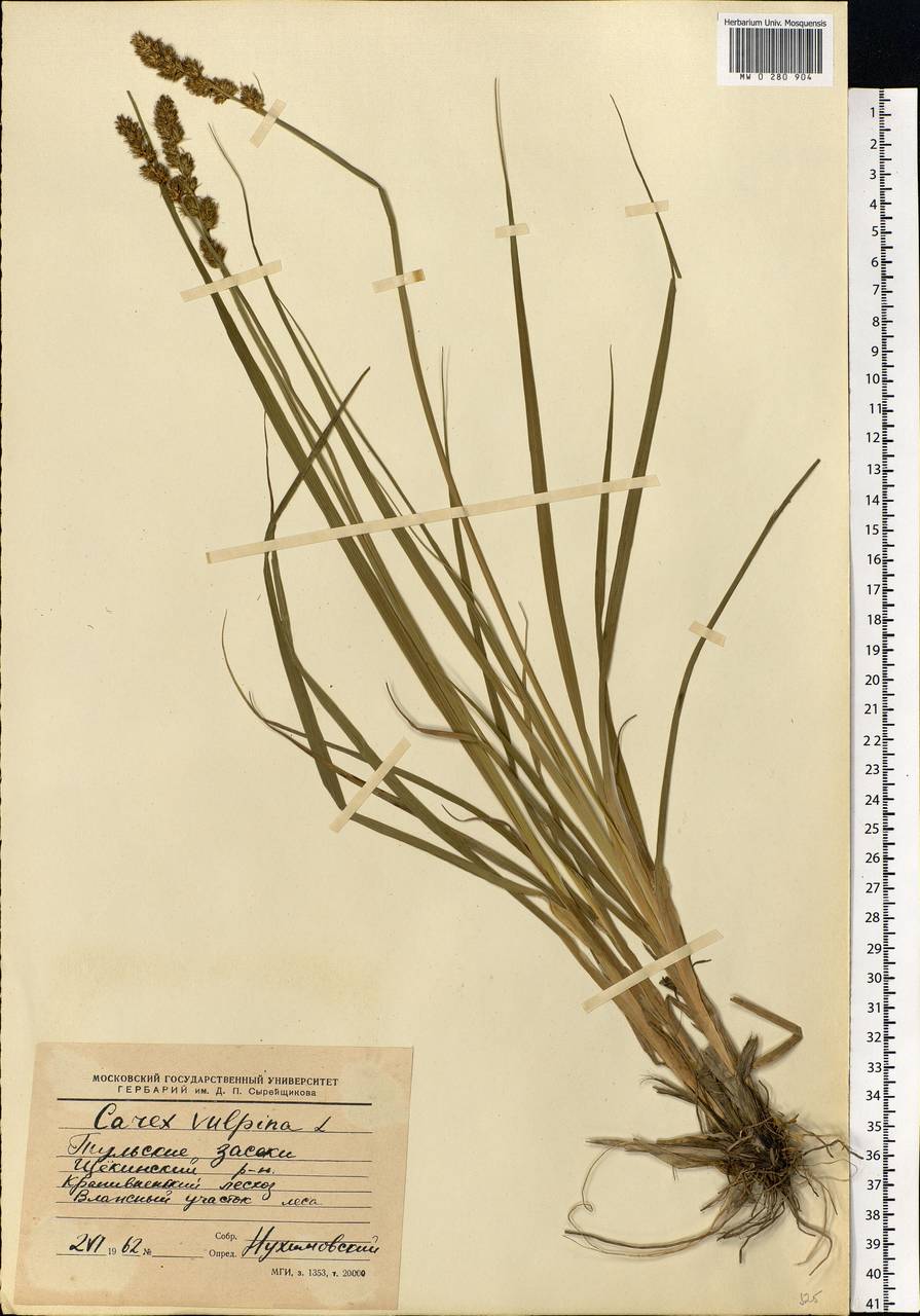 Carex vulpina L., Eastern Europe, Central region (E4) (Russia)